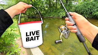 Creek Fishing w Live MINNOWS for Anything That Bites [upl. by Bolt]