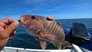 SCHOOLMASTER or DOG SNAPPER What Kind of FISH is This Florida Keys REEF FISHING LIVE on Twitch [upl. by Elwira]