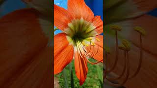 Hippeastrum Striatum flower cinematic nature flowers cinematic [upl. by Wahlstrom]