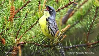 Kirtlands Warbler Song [upl. by Steinway]