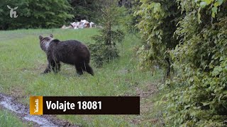 Volajte 18081 [upl. by Arob]