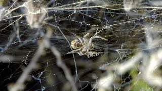 A Group of African Spiders Devour a Grasshopper 4K [upl. by Lorne]