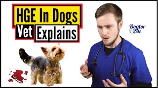 Hemorrhagic Gastroenteritis In Dogs  You NEED To Watch This To Save Your Dog  Vet Explains [upl. by Godart]