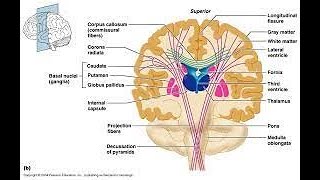 Commissure Fibers The Posterior Commissure [upl. by Alyse550]