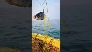 Fishing in largest sand made reservoir 🎣 fishing food sunrise shorts [upl. by Kennedy]