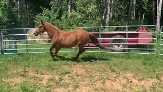 Edgewood’s purebred Canadian mare Garoy Palmer Belle [upl. by Bellina899]