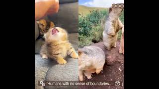 Funny Animal and Human Interactions No Sense of Space 😹🐾 [upl. by Cosme]