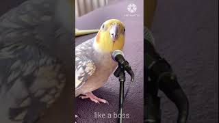 The Parrot That Became A Pop Star [upl. by Eetak299]