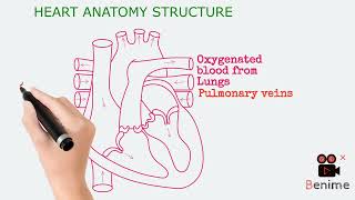 The Heart and Circulatory System How They WorkAnimation [upl. by Laforge]