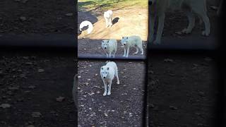 🐺Arctic Wolf  Loup Arctique  Canis Lupus Hudsonicus  北極狼【canadaカナダ】Toronto Zoo  part1 [upl. by Fredrick]