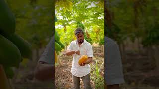 Harvesting papaya music Papaya baliraja fruit Viral ￼ video green yellowPapaya Export [upl. by Pollock]