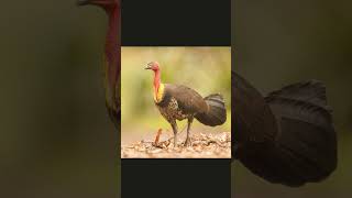 🐦☆¹⁷•² Australian Brushturkey ¹Wild Turkey ²Ocellated Turkey ✔️³Bushturkey ⁴Fowl [upl. by Primrosa]