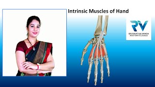 Intrinsic Muscles of Hand by Dr Rajitha Vanga [upl. by Kwapong]