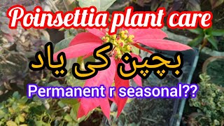 Poinsettia plant care in winterMyowngarden141 [upl. by Ffirahs]