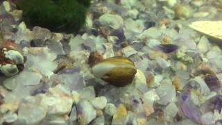 Asian Freshwater Clam [upl. by Kev]