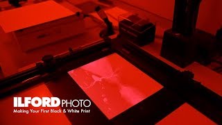 Making Your First Black amp White Darkroom Print [upl. by Trey]