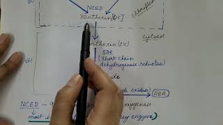 Biosynthesis of Abscisic Acid Plant Physiology [upl. by Naujuj]