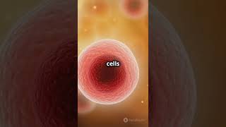 How B Cells Work  Immunity Explained science knowledge facts immunity shorts shortsvideo [upl. by Hernando]