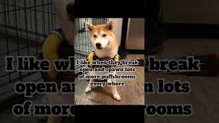 itty bitty puffshrooms lyrics by vitamin doge [upl. by Mert237]