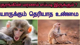 குரங்கின் மரணம் எப்படி இருக்கும்Monkeys Death Mystery RevealedAmazing Facts about Monkey monkey [upl. by Yellek]