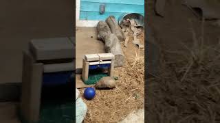 armadillo playing with a ball at the columbus zoo [upl. by Ofilia]