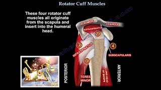 Rotator Cuff Muscles  Everything You Need To Know  Dr Nabil Ebraheim [upl. by Atirb245]