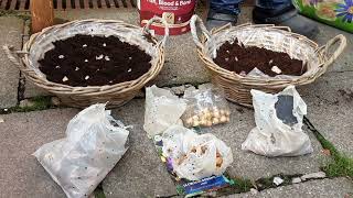 How Do I Plant Up A Spring Bulb Container Using Crocus Hyacinth Muscari amp Daffodils [upl. by Janella]