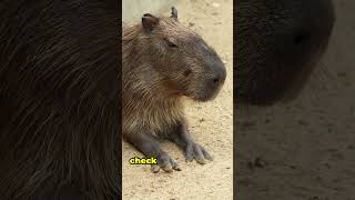 5 Chill Facts About Capybaras [upl. by Ennaira9]