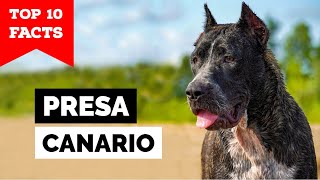 Presa Canario  Top 10 Facts [upl. by Emiatej96]