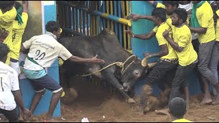 Thatchankurichi Jallikattu 2023 Videos 02  தச்சங்குறிச்சி ஜல்லிகக்ட்டு 2023 Videos 02 [upl. by Renferd]