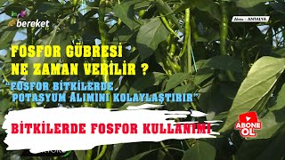 Fosfor Nedir  Ne İşe Yarar   Fosfor Gübresi Ne Zaman Verilir   Bitkilerde Fosfor Kullanımı [upl. by Trudie464]