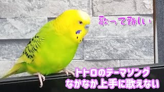 トトロのテーマソングの練習…なかなか上手になりません セキセイインコの歌 [upl. by Koser]