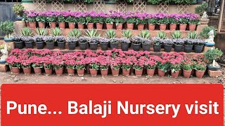 Plant nursery visit  in pune Balaji nursery [upl. by Kcirdec]