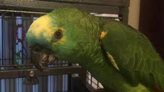 Charlie talking and getting grumpy blue fronted amazon parrot [upl. by Zoilla97]