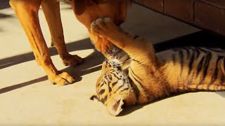 Feisty Tiger Cubs Play with Dogs  Tigers About the House  BBC Earth [upl. by Alan]