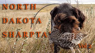 Sharptail Hunting Vol 2  2024  North Dakota [upl. by Oiligriv83]