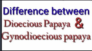 Difference between Dioecious papaya and Gynodioecious papaya [upl. by Kono]