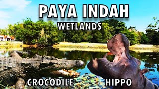 Hippo and Crocodile Encounter at Paya Indah Wetlands [upl. by Esirtal]