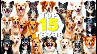 🐕 Top 15 razas de perros 🐶 [upl. by Vaules]