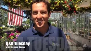 QampA Tuesday Episode 016 Easy Solutions for Blossom End Rot on your Tomatoes [upl. by Atews]