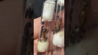 Camponotus maculatus subnudus 🐜 antsinvasion camponotus [upl. by Eikceb]