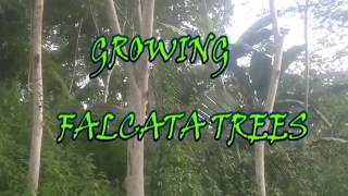 How to plant falcata trees  step by step guide in planting tree [upl. by Adikam]