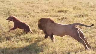 Male lion attacks over 20 hyenas [upl. by Haeluj]