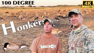 100 Degree Honkers  Hired to Hunt Duck amp Goose Hunting Limits in Alberta Cabelas divebombsquad [upl. by Gwenneth]