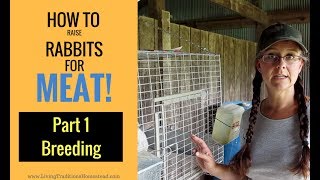 How to Raise Rabbits for Meat Part 1 Breeding [upl. by Airotciv592]