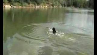 flat coated retriever  dummy training [upl. by Iover]