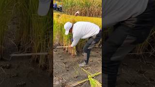 Good techniqes agriculture farming satisfying ytshorts agro youtubeshorts [upl. by Cigam]