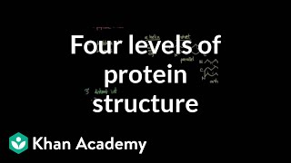 Four levels of protein structure  Chemical processes  MCAT  Khan Academy [upl. by Olzsal]