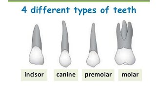 Types of Teeth Names with Pictures  Different Types of Teeth in English Language [upl. by Manda]