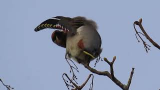 The Waxwings  Stonelees [upl. by Augie]